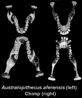 http://www.detectingdesign.com/images/EarlyMan/Australopithecus%20africanus%20jaw.jpg