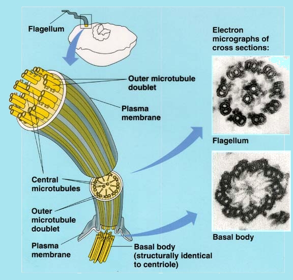 Axial Filament Bacteria