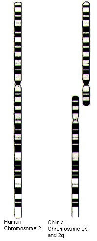 http://www.detectingdesign.com/images/Pseudogenes/Chromosome%202.jpg